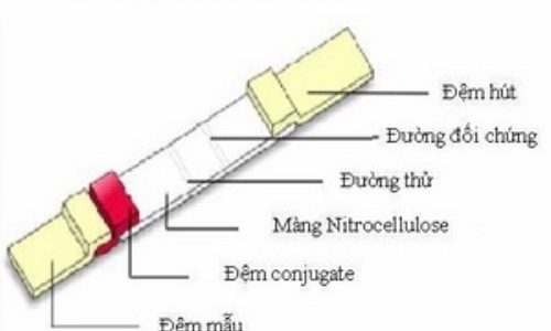 Sản xuất que chẩn đoán nhanh bệnh ký sinh trùng