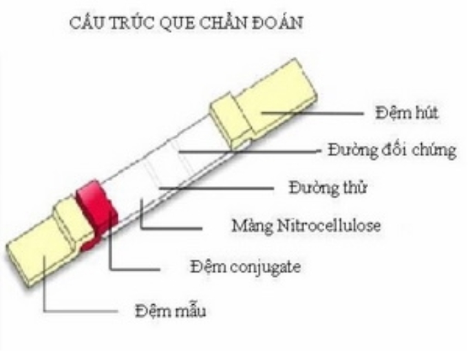 Que thử. (Nguồn: husta)