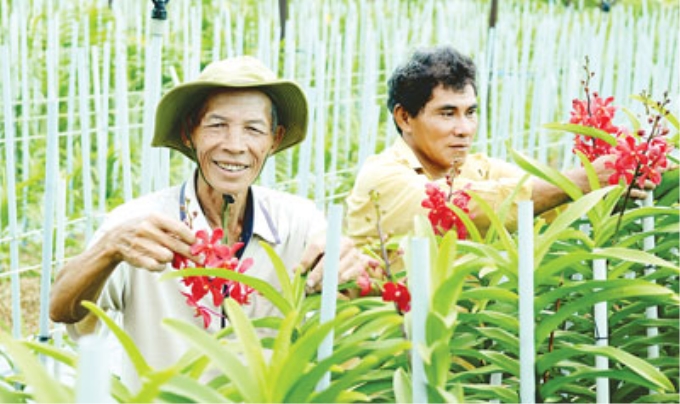 Nông dân huyện Củ Chi chuyển đổi cơ cấu cây trồng có giá trị kinh tế cao, góp phần xây dựng nông thôn mới ở TP.Hồ Chí Minh. (Ảnh: SGGP).