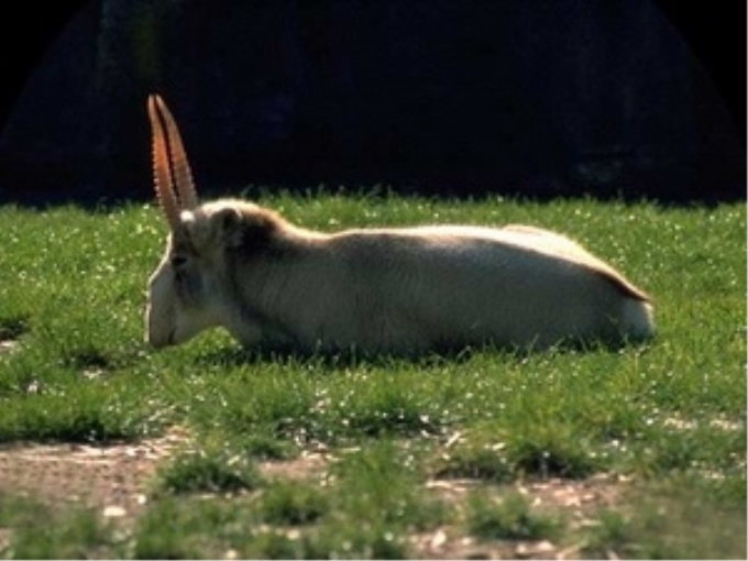 Linh dương Saiga. (Nguồn: wikipedia)