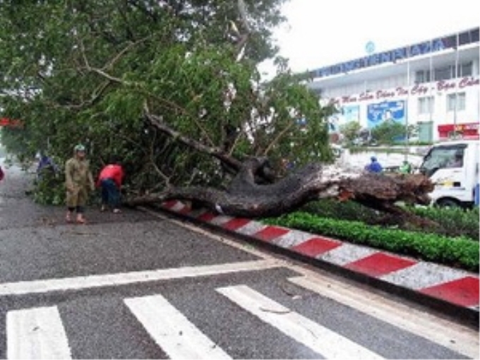 Cây xanh bị gió bão giật đổ trên đường phố của thành phố Huế. (Ảnh: Quốc Việt/TTXVN)