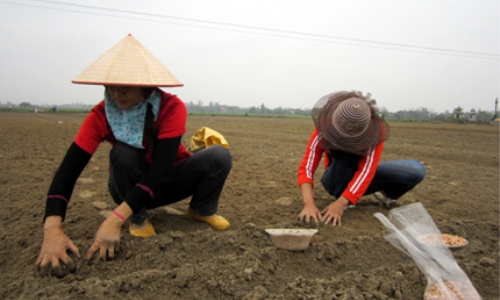 Ninh Bình: Đồng loạt ra quân sản xuất vụ đông xuân