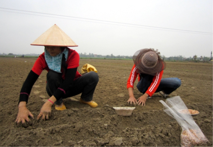 Nông dân  gieo trồng lạc xuân.