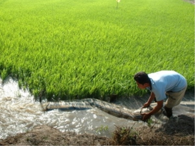 Bơm nước ngọt cứu mặn cho lúa. (Ảnh: Huỳnh Sử/TTXVN)