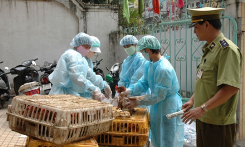 Triển khai đồng thời nhiều biện pháp phòng, chống cúm A (H7N9)