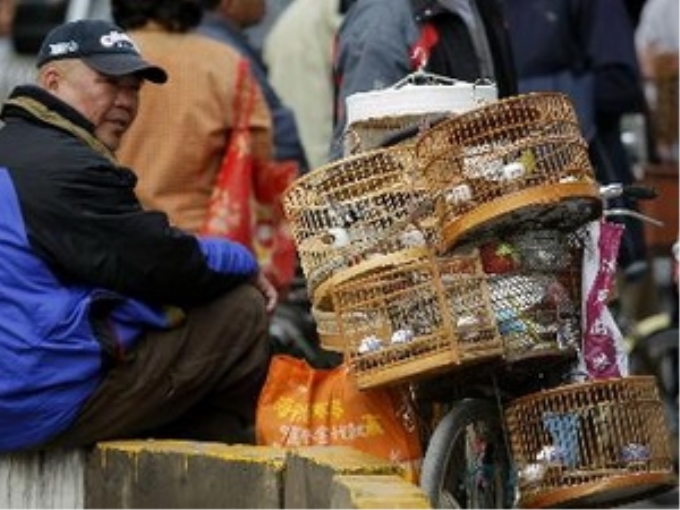 Một chợ bán gia cầm tại Bắc Kinh ngày 13/4.(Ảnh: AFP/TTXVN)