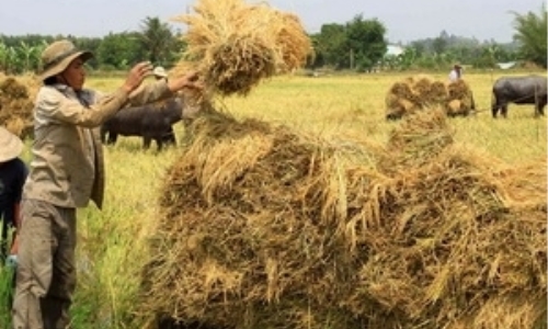 Đồng bằng sông Cửu Long sẽ hiện đại hóa công nghệ sau thu hoạch lúa