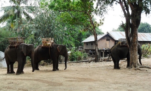 Thủ tướng phê duyệt đề án bảo tồn voi