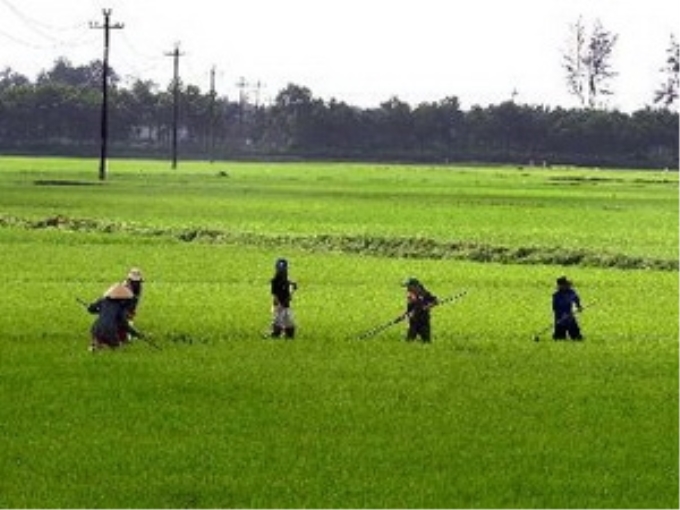 Ảnh minh họa. (Ảnh: Hồ Cầu/TTXVN)