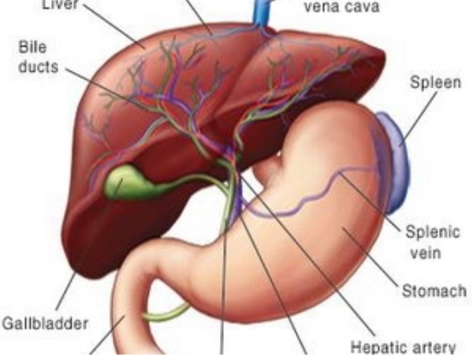 Ảnh minh họa. (Nguồn: indialivertransplant.com)