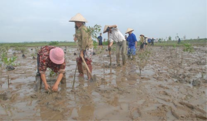 Bà con nông dân xã Thạch Môn (TP Hà Tĩnh) trồng cây chắn sóng