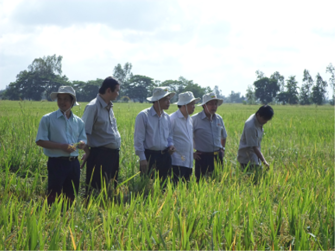 Trưởng Ban Kinh tế Trung ương khảo sát mô hình cánh đồng mẫu lớn tại  tỉnh An Giang. (Ảnh: LT)