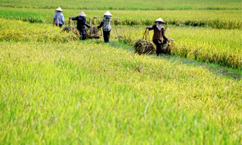 Chuyển biến ở huyện Yên Thành - Nghệ An