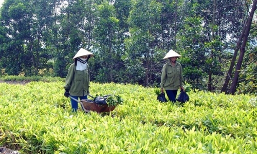 FAO đề cao vai trò của trang trại gia đình trong giảm nghèo