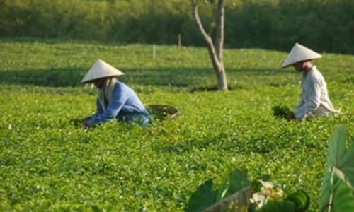 AFD hỗ trợ những khoản mới giúp Việt Nam xóa đói giảm nghèo