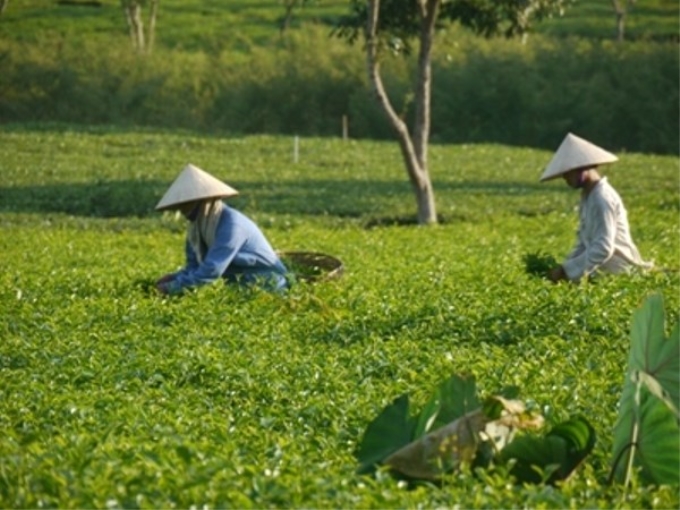 AFD hỗ trợ sự cải thiện chất lượng và hiệu suất của các ngành nông nghiệp. (Ảnh: AFD)