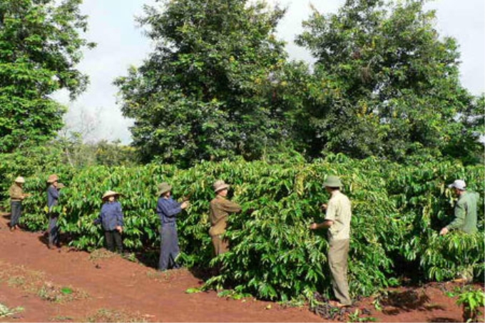 Kinh tế Tây Nguyên đang ngày một phát triển. Ảnh: http://baogialai.com.vn