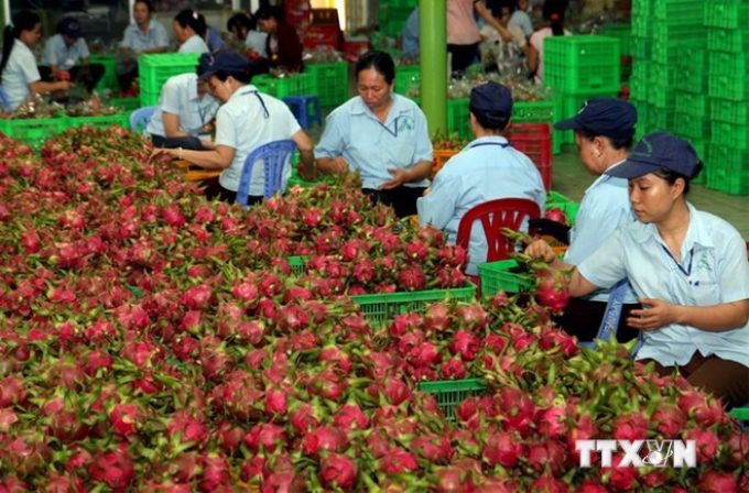 (Ảnh minh họa: Đình Huệ/TTXVN)