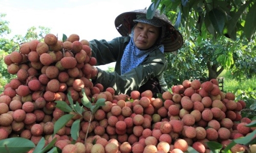 Tăng cường sự lãnh đạo của Đảng đối với tín dụng chính sách xã hội