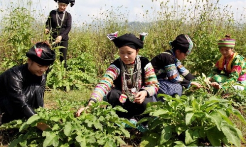 Khai thác cây lâm sản ngoài gỗ: Gắn phát triển với bảo tồn