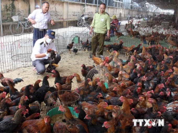 Anh đã đóng cửa trang trại bị nhiễm virus cúm ở Nafferton ngày 17/11.(Nguồn: AFP/TTXVN)