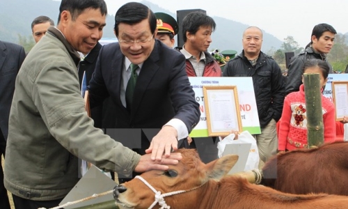 Chủ tịch nước trao tặng bò giống giúp đồng bào nghèo biên giới