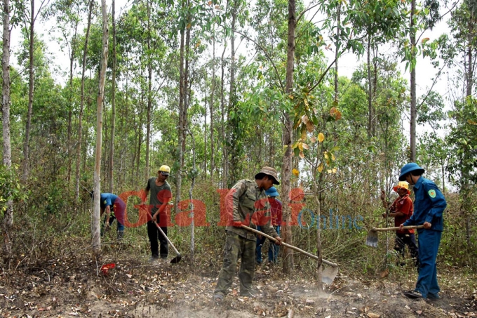 Dọn thực bì phòng-chống cháy rừng. Ảnh: Đức Thụy