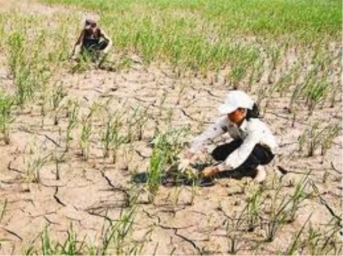 Ảnh minh họa: Nhiều vùng đồng bằng của Việt Nam dễ bị tổn thương do BĐKH