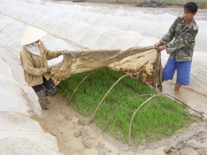 Che phủ nilong chống rét cho mạ. (Ảnh: Đình Huệ/TTXVN)