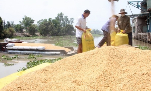 Mexico tìm hiểu thị trường lúa nguyên liệu của An Giang