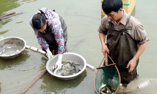 Hà Nội: Thông tin thủy sản nhiễm kim loại là không chính xác