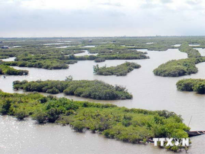 Vườn Quốc gia Xuân Thủy - rừng ngập mặn Ramsar thứ 50 của thế giới. (Nguồn: TTXVN)