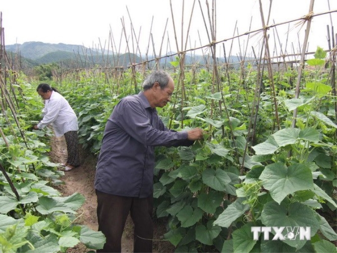 Mô hình trồng dưa chuột bao tử theo tiêu chuẩn VietGAP. (Ảnh: Vũ Sinh/TTXVN)