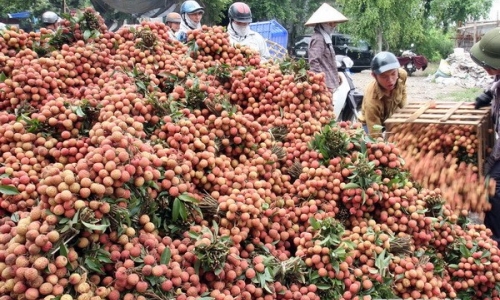 Hải Dương nỗ lực chuyển hướng tìm đầu ra mới cho vải thiều