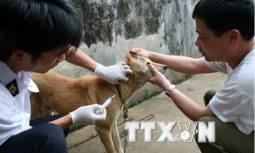 Tăng cường phòng chống bệnh dại trên vật nuôi