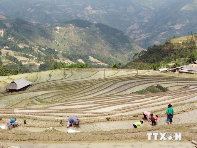 Ruộng bậc thang ở Hoàng Su Phì, Hà Giang. (Ảnh: TTXVN)