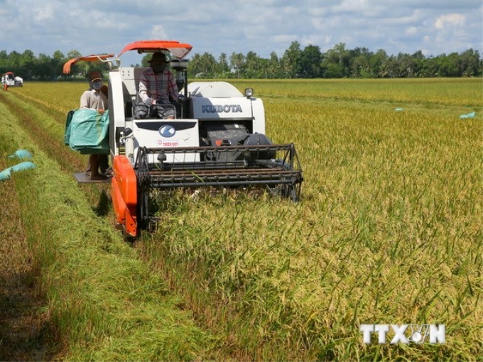 Thu hoạch lúa hè thu tại tỉnh Hậu Giang. (Ảnh: Duy Khương/TTXVN)