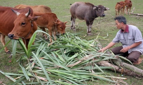 Thay đổi chuẩn nghèo để tạo đột phá trong chính sách giảm nghèo