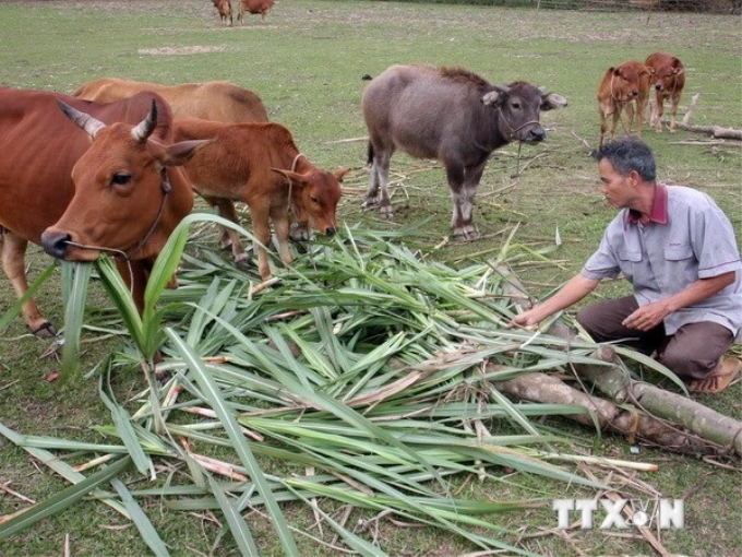 Việc sử dụng chuẩn nghèo dựa vào thu nhập trong một thời gian dài đã không còn phù hợp, bộc lộ nhiều hạn chế. (Ảnh: TTXVN)