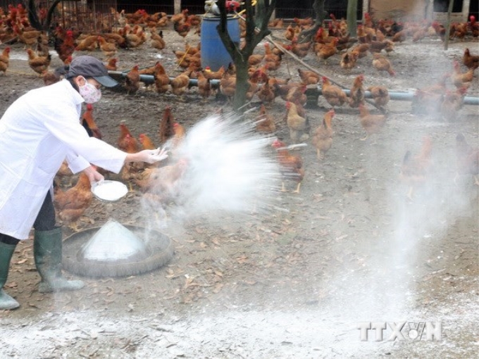 Rắc vôi bột phòng chống dịch bệnh ở trang trại chăn nuôi gia cầm. Ảnh minh họa. (Nguồn: TTXVN)