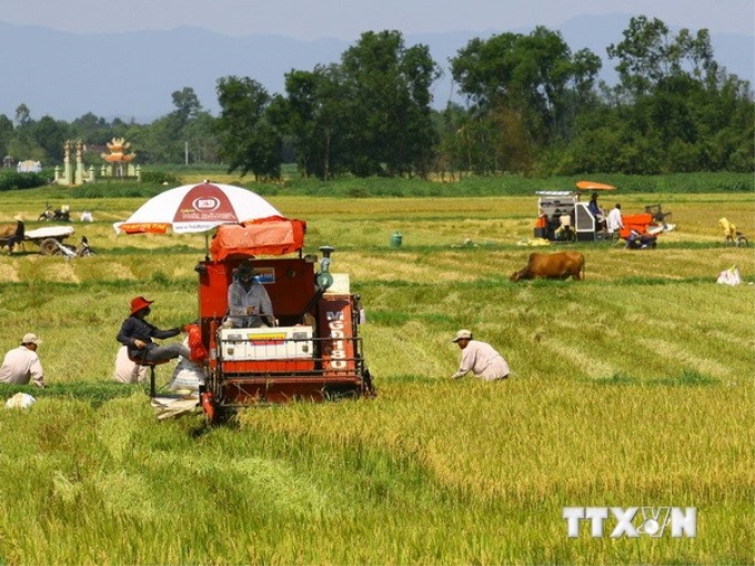 Nông dân Quảng Trị thu hoạch lúa Hè Thu. (Ảnh: Hồ Cầu/TTXVN)