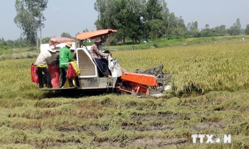 Đồng bào Khmer Sóc Trăng đón Sene Dolta với niềm vui được mùa