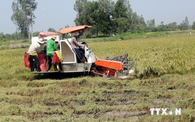 Thu hoạch lúa Hè-Thu tại huyện Mỹ Xuyên, tỉnh Sóc Trăng. (Ảnh: Trung Hiếu/TTXVN)