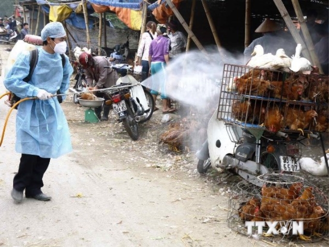 Phun thuốc khử trùng tiêu độc khu vực buôn bán gia cầm tại chợ Hà Vĩ (Hà Nội). (Ảnh: TTXVN)