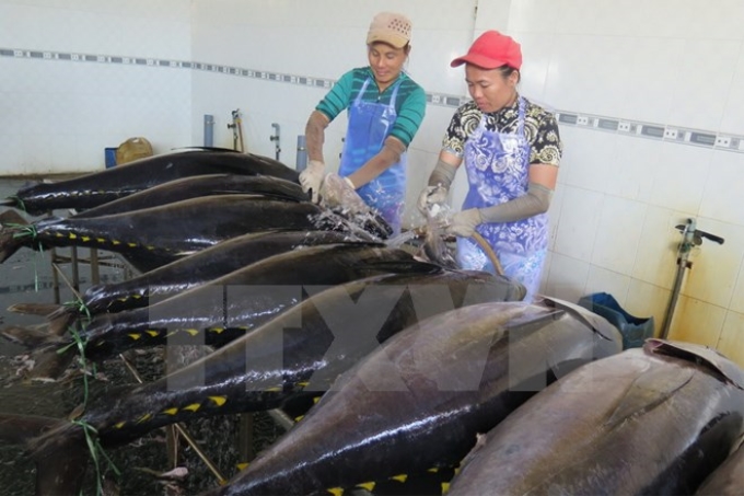 Công nhân sơ chế cá ngừ đại dương tại Cảng cá Tam Quan, huyện Hoài Nhơn, tỉnh Bình Định. (Ảnh: Viết Ý/TTXVN)