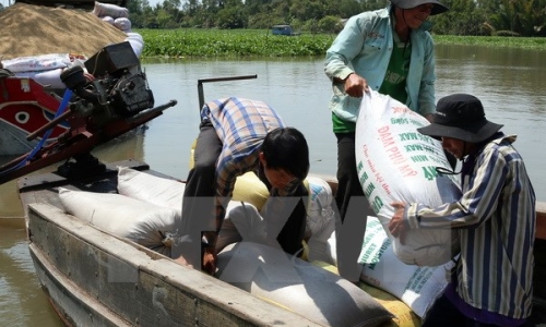 Sẽ sớm thu mua tạm trữ lúa, gạo vụ Đông Xuân 2014-2015