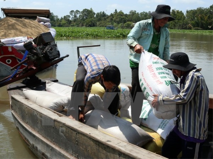 Thu mua tạm trữ lúa gạo. (Ảnh: Duy Khương/TTXVN)