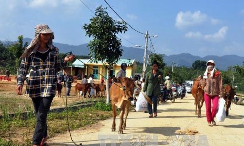 'Ngân hàng bò' mang Tết đến với đồng bào nghèo