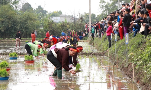 Nông dân nô nức xuống đồng