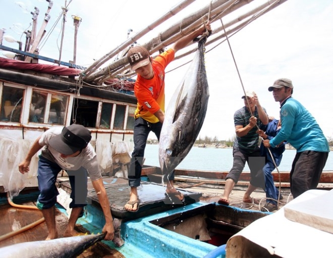 Ngư dân chuyển cá ngừ từ tàu đánh bắt lên cảng Bình Châu, huyện Bình Sơn, Quảng Ngãi. (Ảnh: Lâm Khánh/TTXVN)